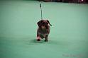 Crufts2011_2 1387